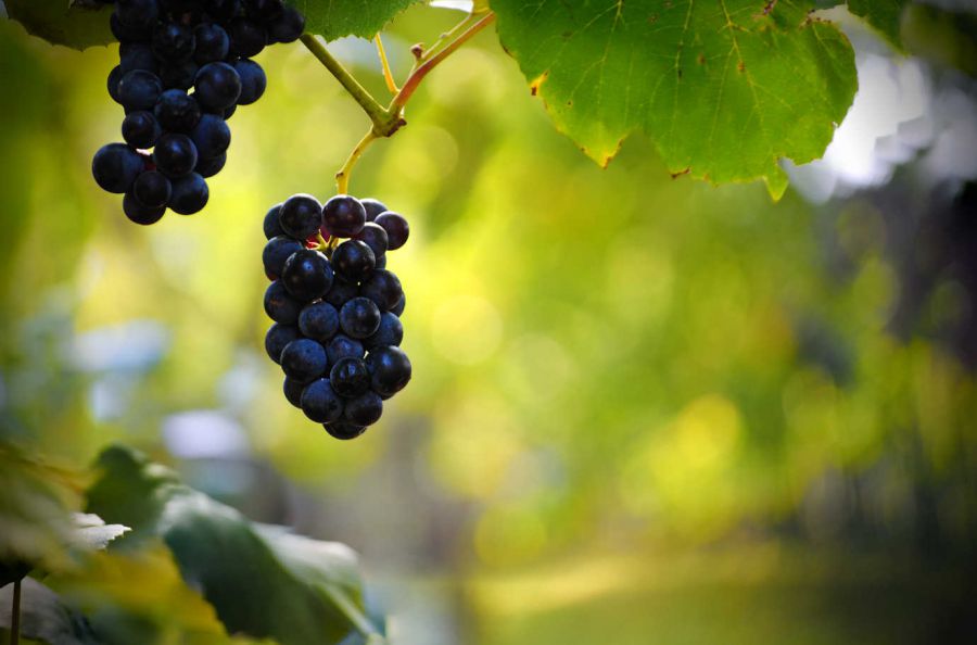 1966-2016: auguri al Brunello di Montalcino