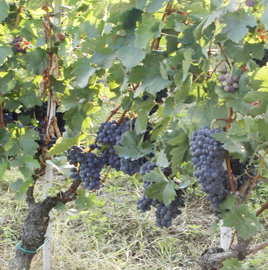1966-2016: auguri al Barolo