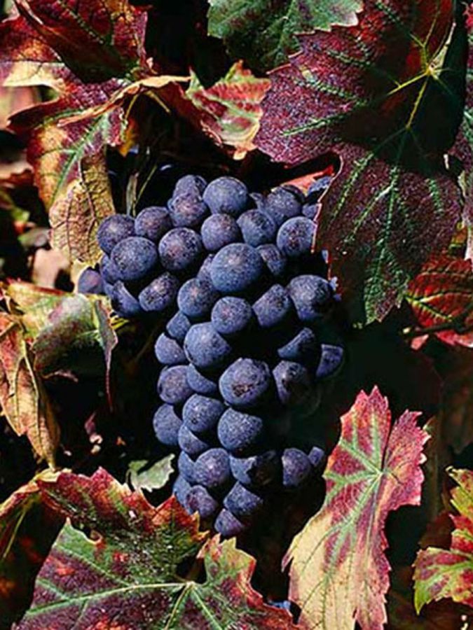 1966-2016: auguri al Vino Nobile di Montepulciano