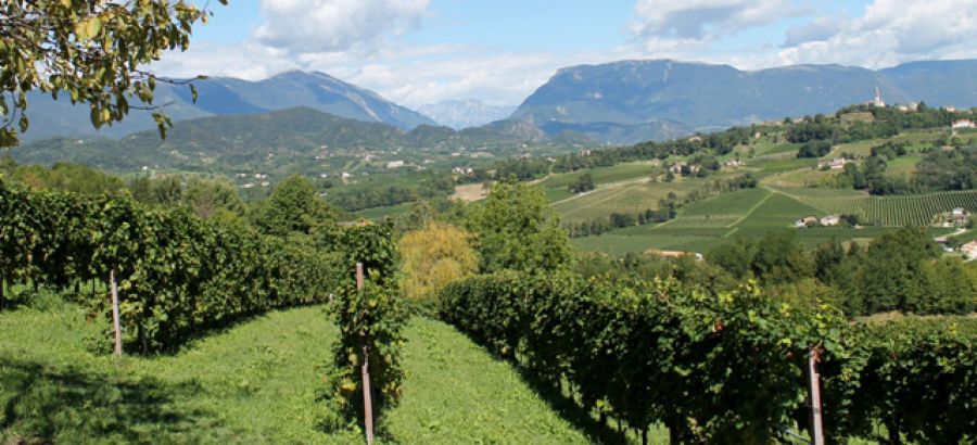 I Sindaci del Prosecco Superiore Docg scrivono ai produttori: