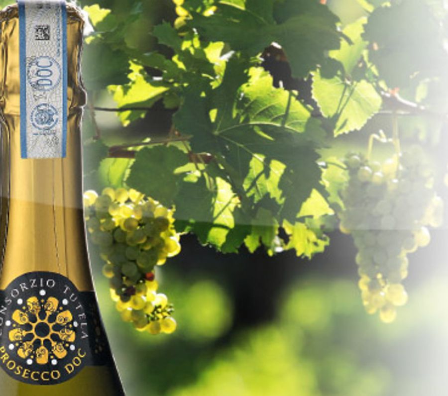 Vademecum Viticolo 2016: sostenibilità nella produzione integrata del vigneto