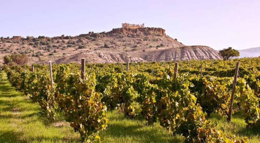 Vitigni autoctoni e vini organici della Sicilia al Vinitaly