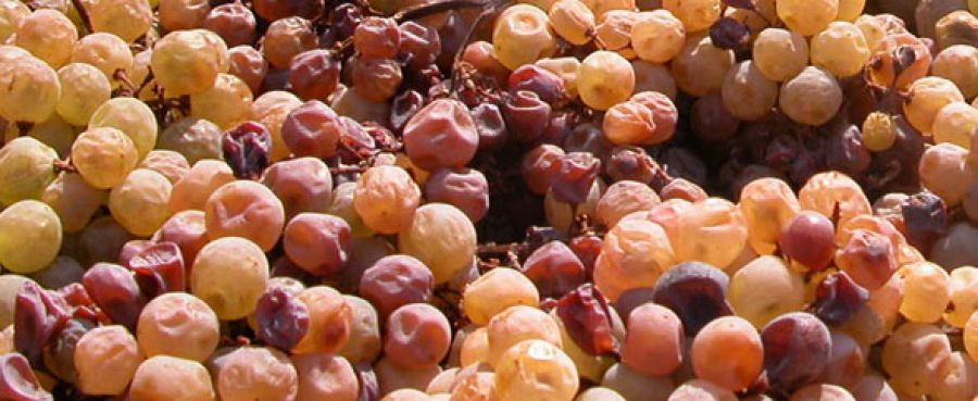 Passitaly: in autunno una manifestazione dedicata ai vini passiti d'Italia