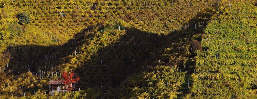 Prosecco Shire, una mostra sensoriale per comprendere il valore della candidatura a patrimonio Unesco