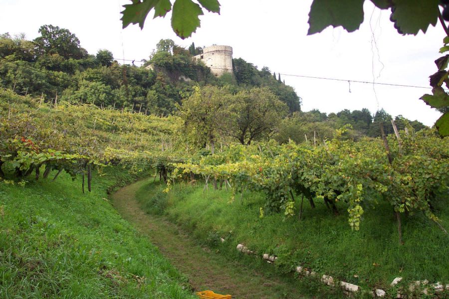 Il Consiglio d'Europa conferma Iter Vitis