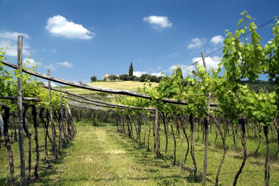 La passione per il vino in Valpantena