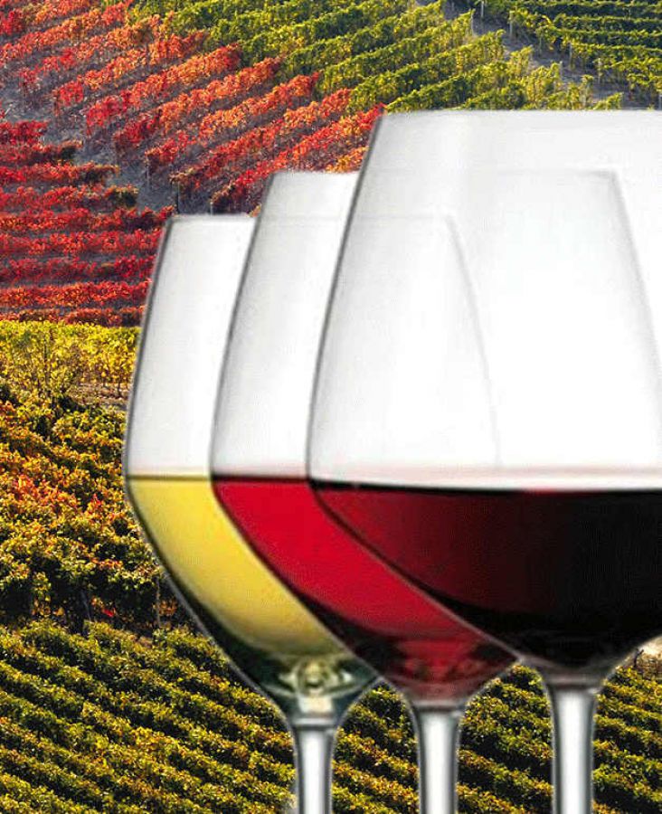 Monferrato&Vino: la Memoria del Futuro