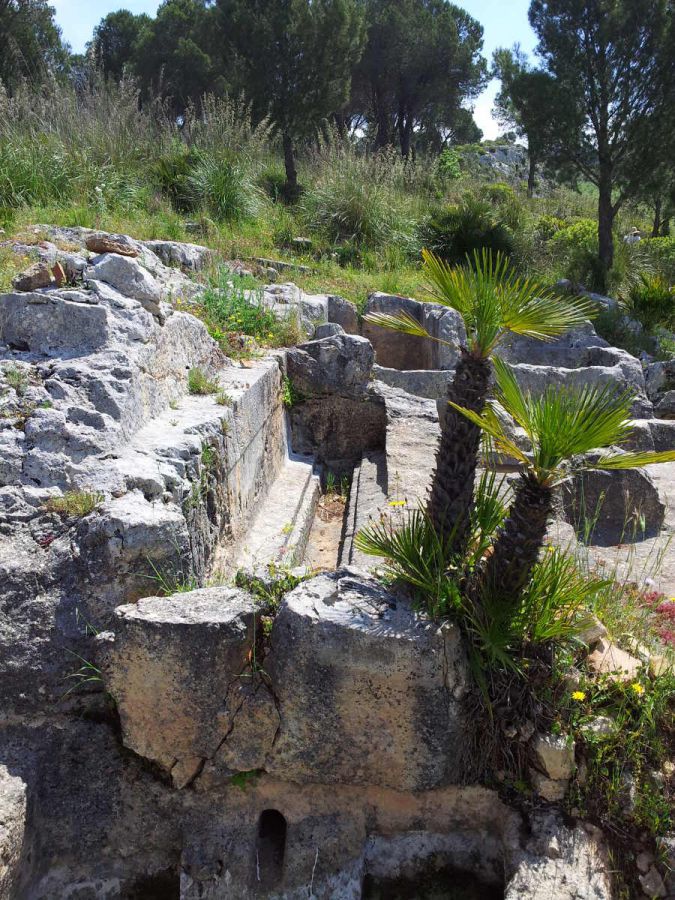 Selinunte: una lunga storia di vini, uomini e biodiversità