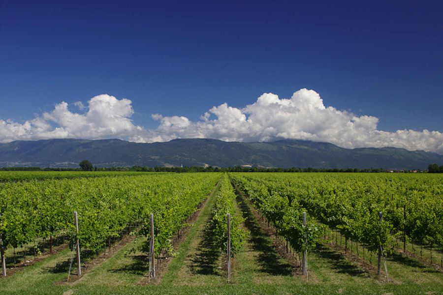Prosecco DOC, vigneti per altri 3mila ettari