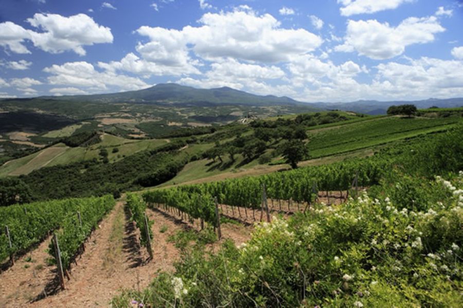 Le Spighe Verdi premiano le Città del Vino