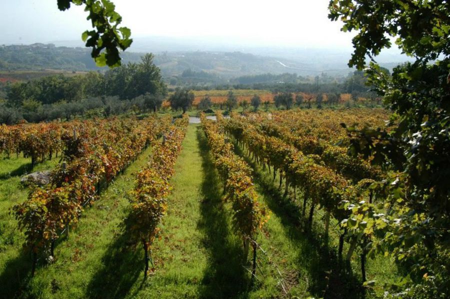 Sannio Beneventano: una smart land vitivinicola e rurale
