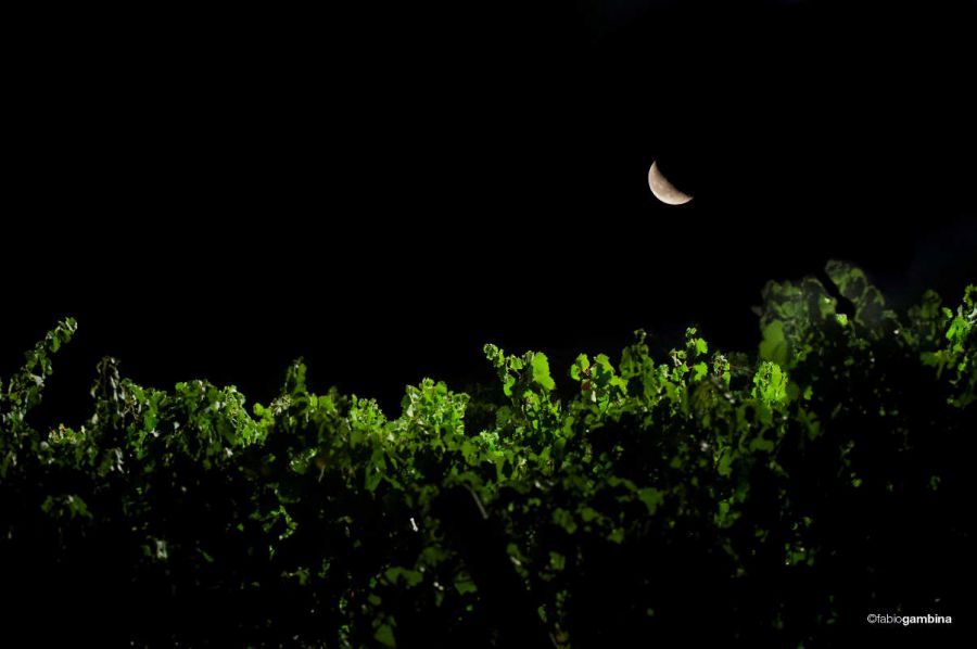 Notturno per vigna e percussioni