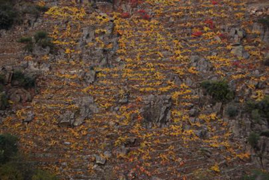 I RISULTATI DEL MONDIAL DES VINS EXTREMES. PIOGGIA DI MEDAGLIE E RICONOSCIMENTI PER I VINI EROICI