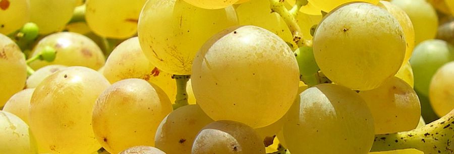 Un Fondo per il Moscato d'Asti. Vendemmia ok