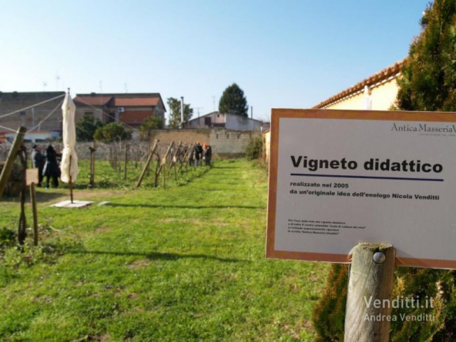 Vendemmia notturna alla Masseria Venditti nel vigneit didattico Museo della Biodiversità