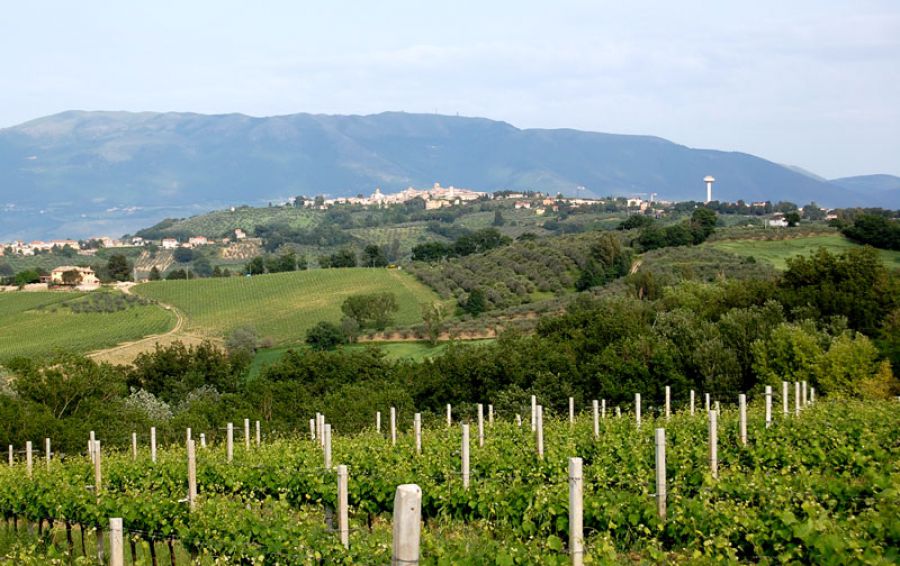 Enologica, ottime previsioni per il Sagrantino