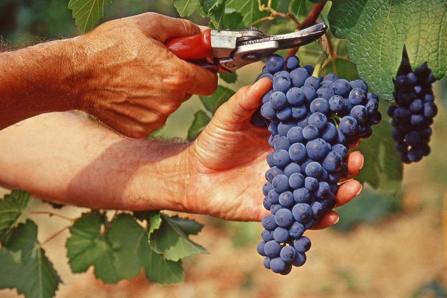 Torna in Valtènesi il tradizionale itinerario enogastronomico nelle cantine