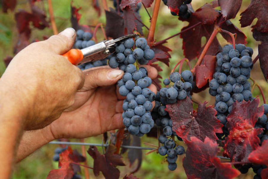 Colline Novaresi, a passeggio tra le vigne