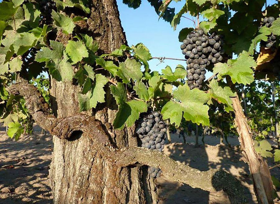 Il vino come atto agricolo responsabile