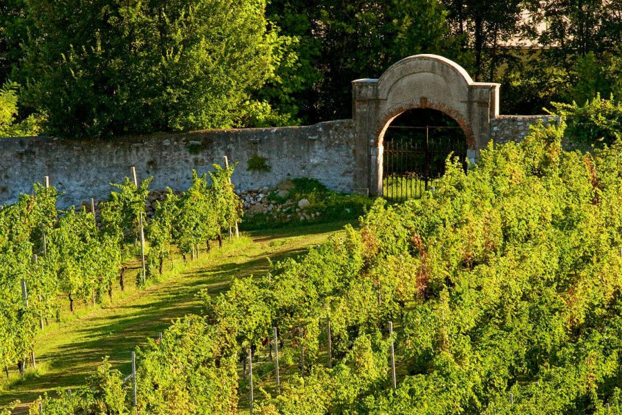 “Profumi di Mosto” 2016, la 15esima edizione