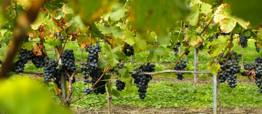 Testo Unico del Vino, l'Associazione in audizione alla Commissione Agricoltura del Senato