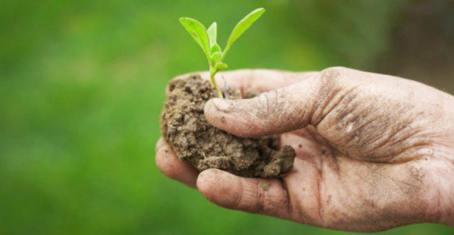 Biotecnologie e agricoltura di precisione, il piano del Mipaaf