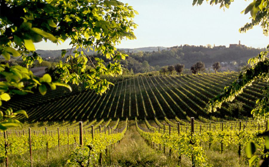Mipaaf: firmata la candidatura Unesco delle colline del Prosecco Conegliano-Valdobbiadene