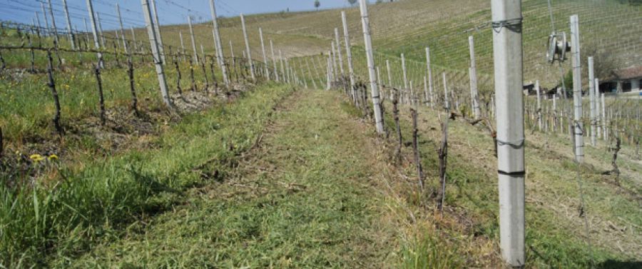 “Vigna Nuova