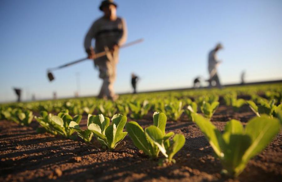 Agricoltori per passione, una nuova tendenza