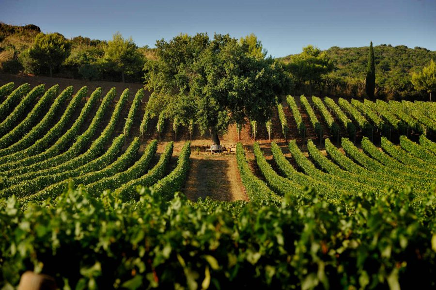 Un'anima green per Monteverro