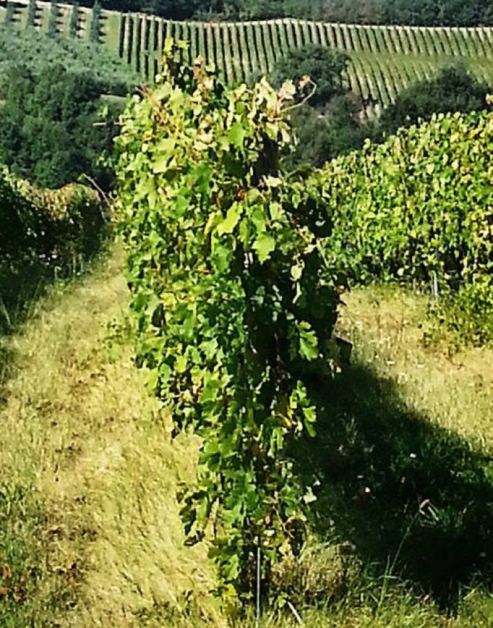 A Narni Ciliegiolo d’Italia