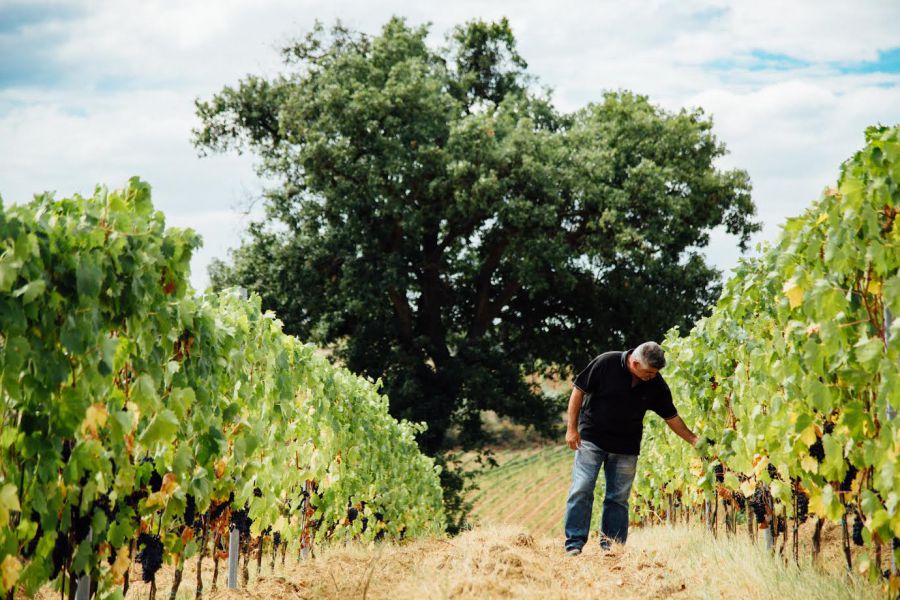 VERMENTINO CHALLENGE 2017: competizione pop tra vignaioli