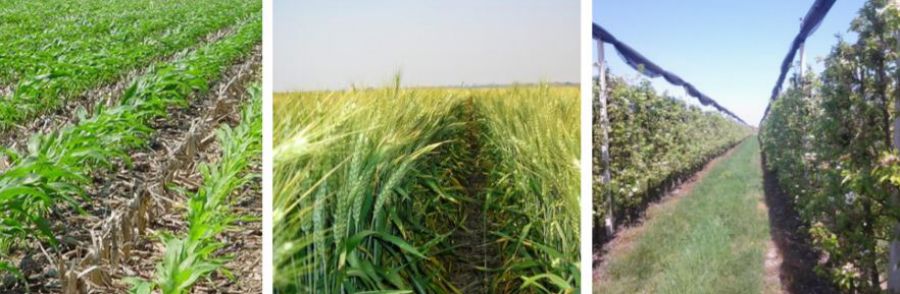 Ricerca Agri2000 su impatto economico del diserbo chimico
