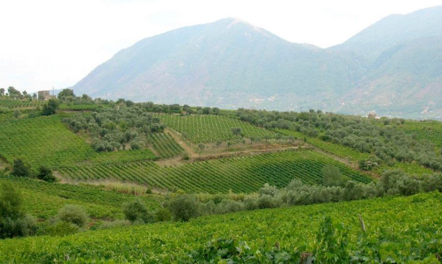 E’ già Vinalia 2017 con il rating sulla Falanghina
