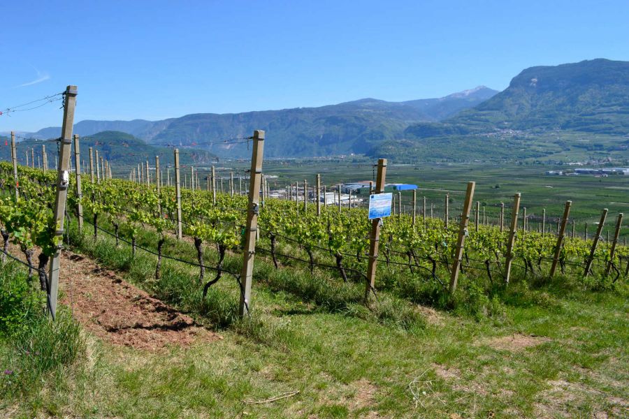 Il glifosato può alterare il mosto del Gewürztraminer