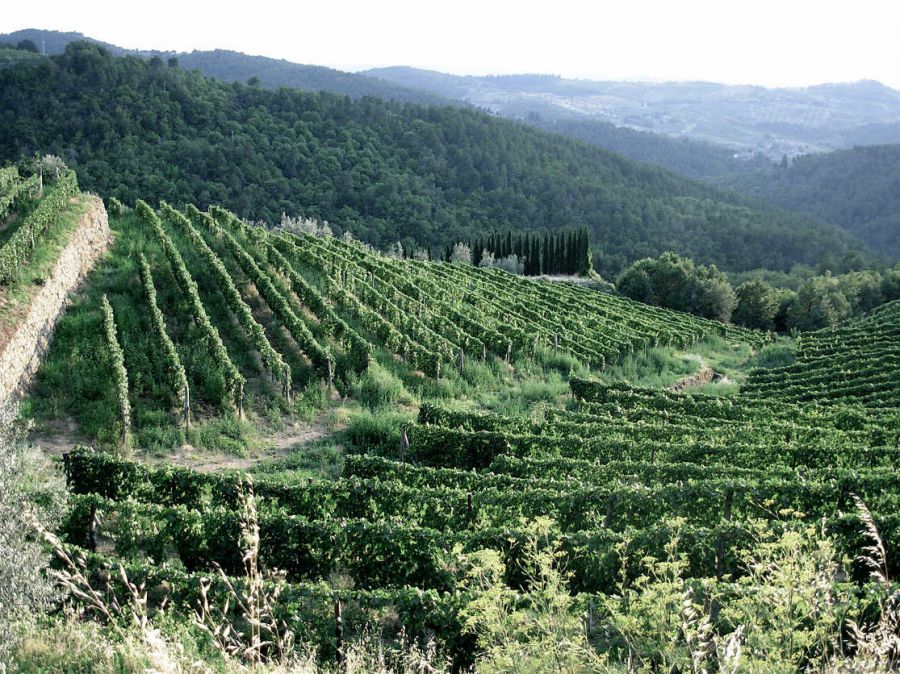 Agea: pagati oltre 200mln di euro per sviluppo rurale e ristrutturazione dei vigneti