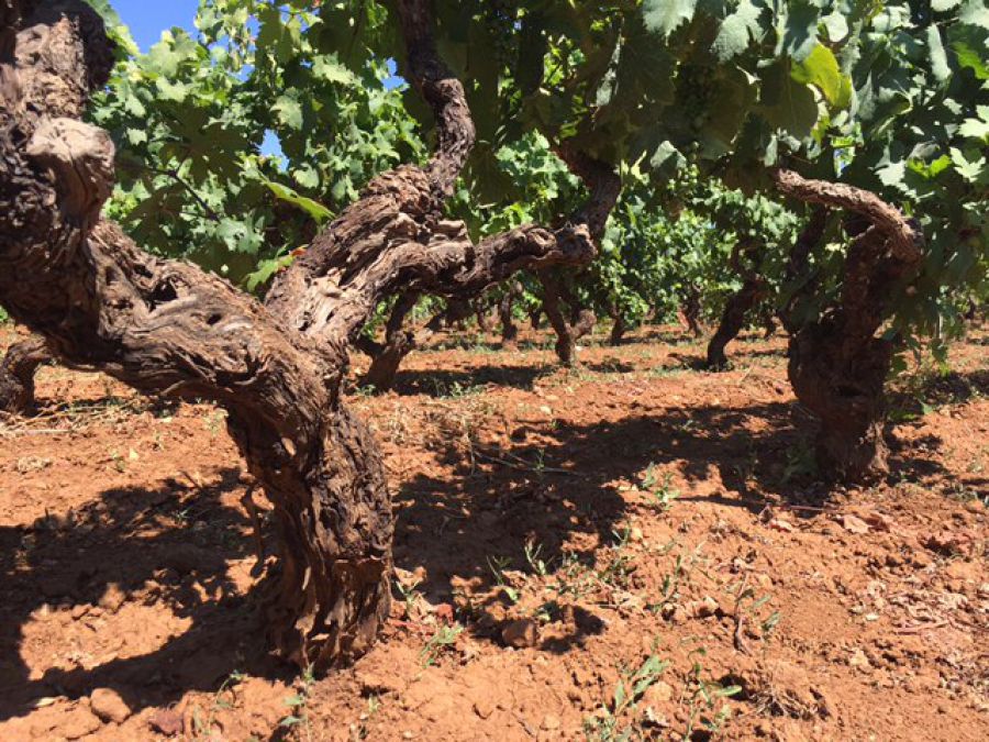 Ottima annata per il Primitivo di Manduria, carica di grado, corposità e struttura