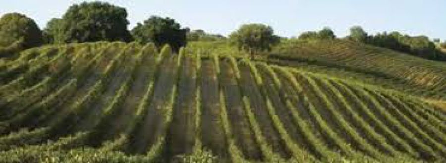 Vino italiano in Sud Africa e Mozambico