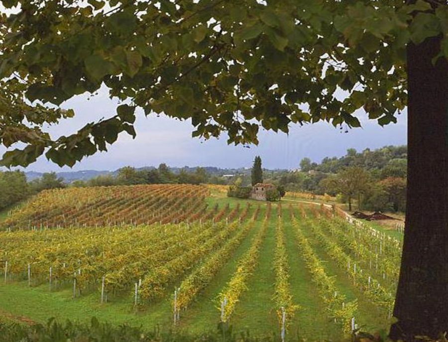 “Opportunità del P.S.R. dell'Umbria per il settore vitivinicolo”