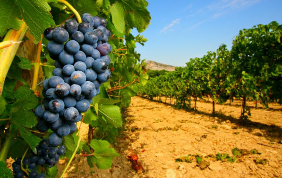 Anteprime di Toscana, buy wine per tutte le denominazioni