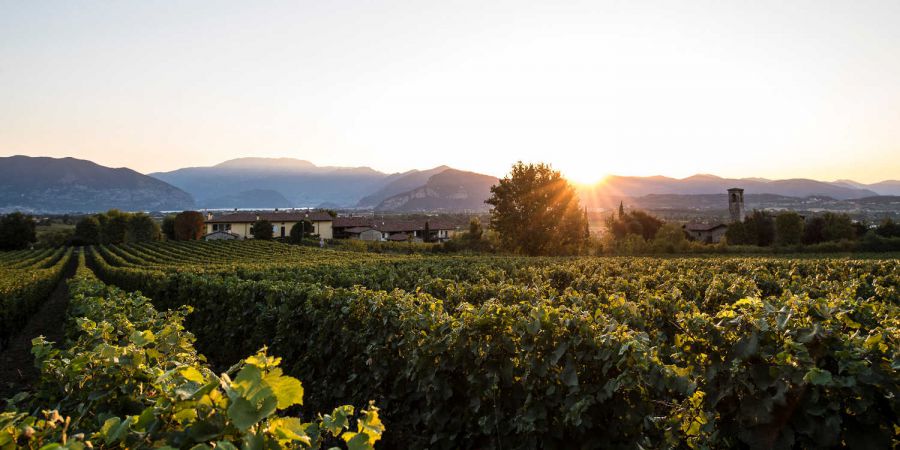 Innovativa gestione della vigna per salvare la vendemmia