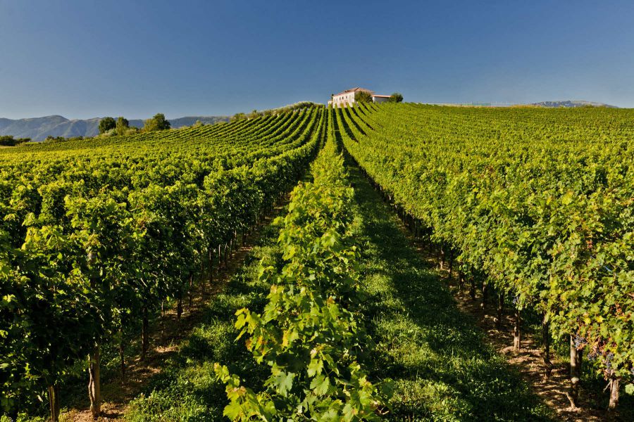 Vendemmia anticipata a Conegliano