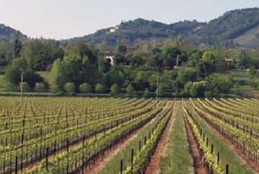 Enoregioni italiane: Pedemontana Centrale