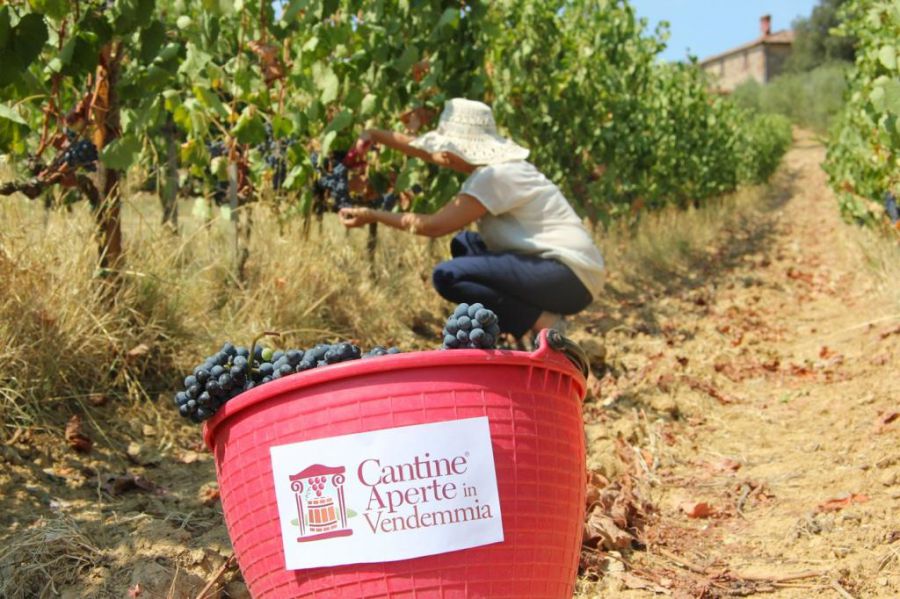 Vendemmia in Toscana. Le mani nel vino