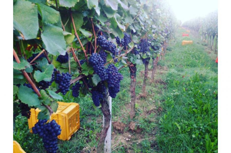 Vendemmia più scarsa ma vola l'export
