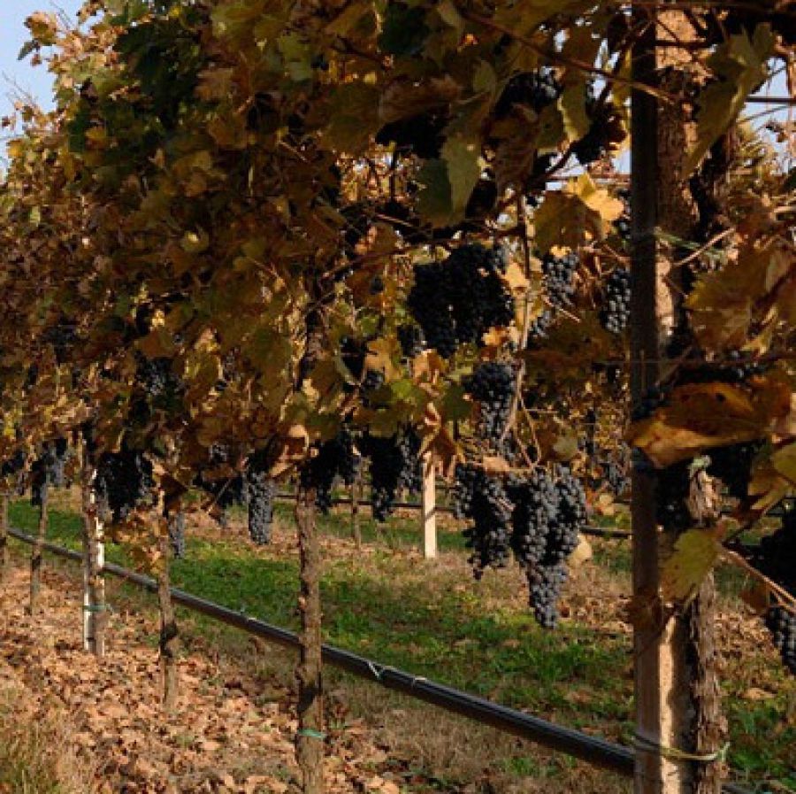 Enoregioni italiane: Pianura Occidentale