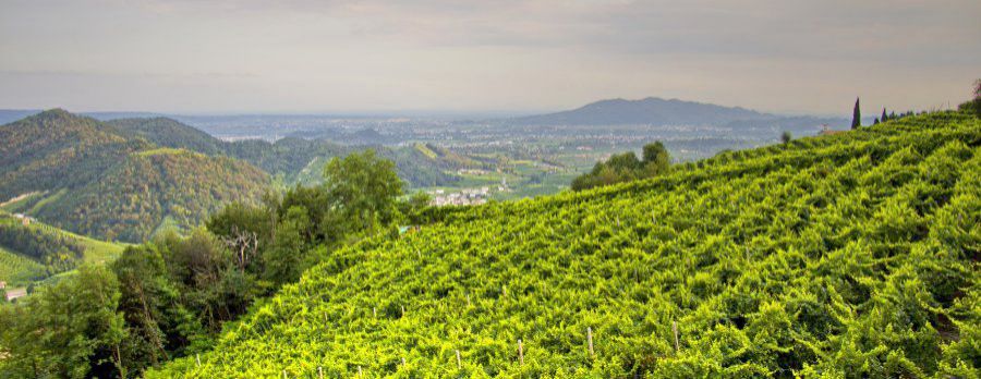 La siepe valorizza il paesaggio del Prosecco