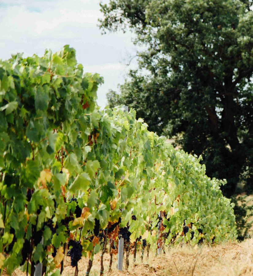 Morellino di Scansano: il punto sulla vendemmia 2017