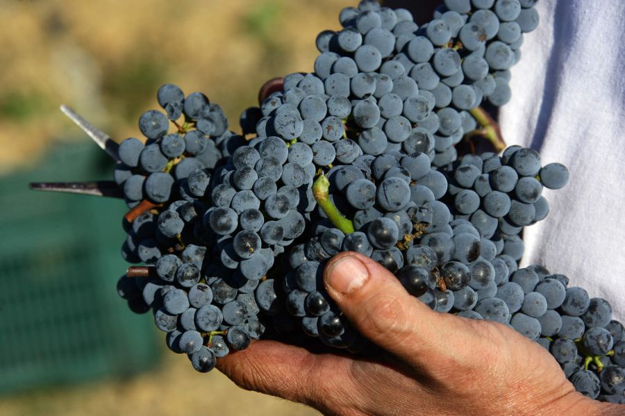 Montecucco e Maremma Toscana: un novembre tutto da gustare