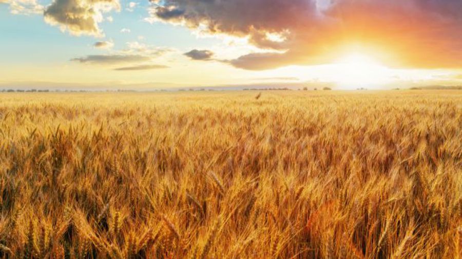 Agea: pagati 283 milioni di anticipi aiuti europei a 60mila imprese agricole